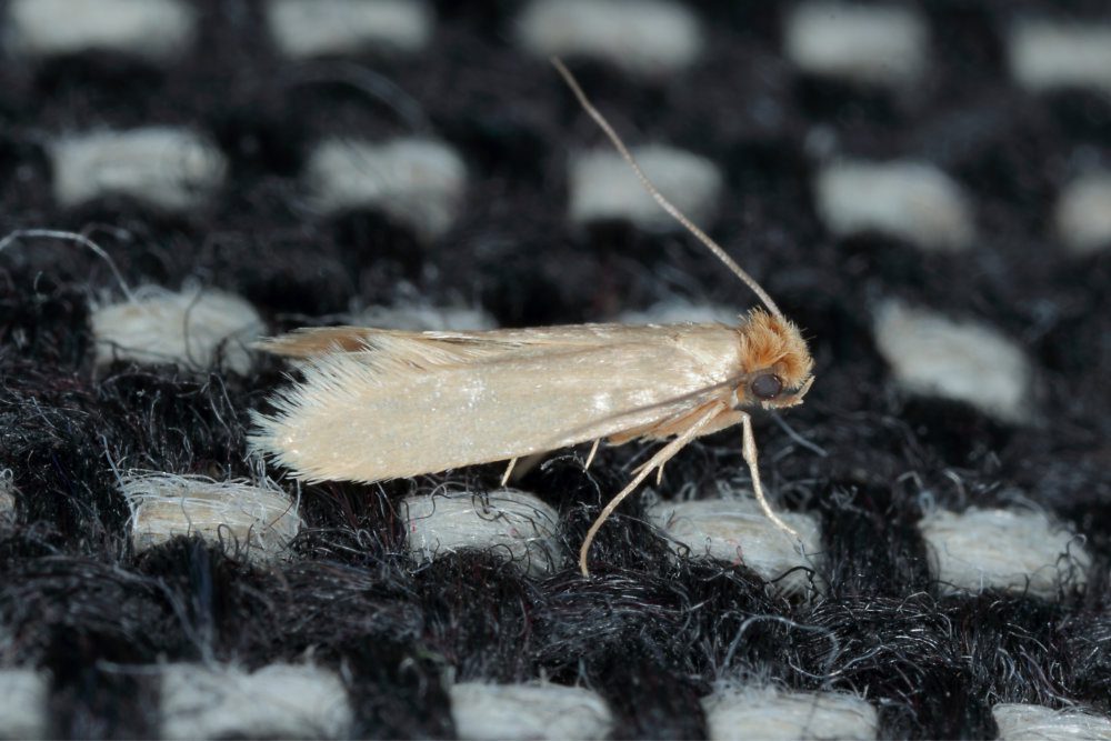 Tineola Bisselliella