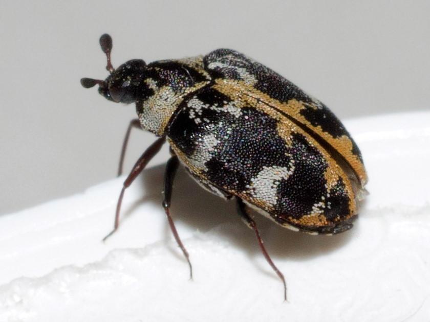 Carpet beetle identification for professional carpet beetle treatment