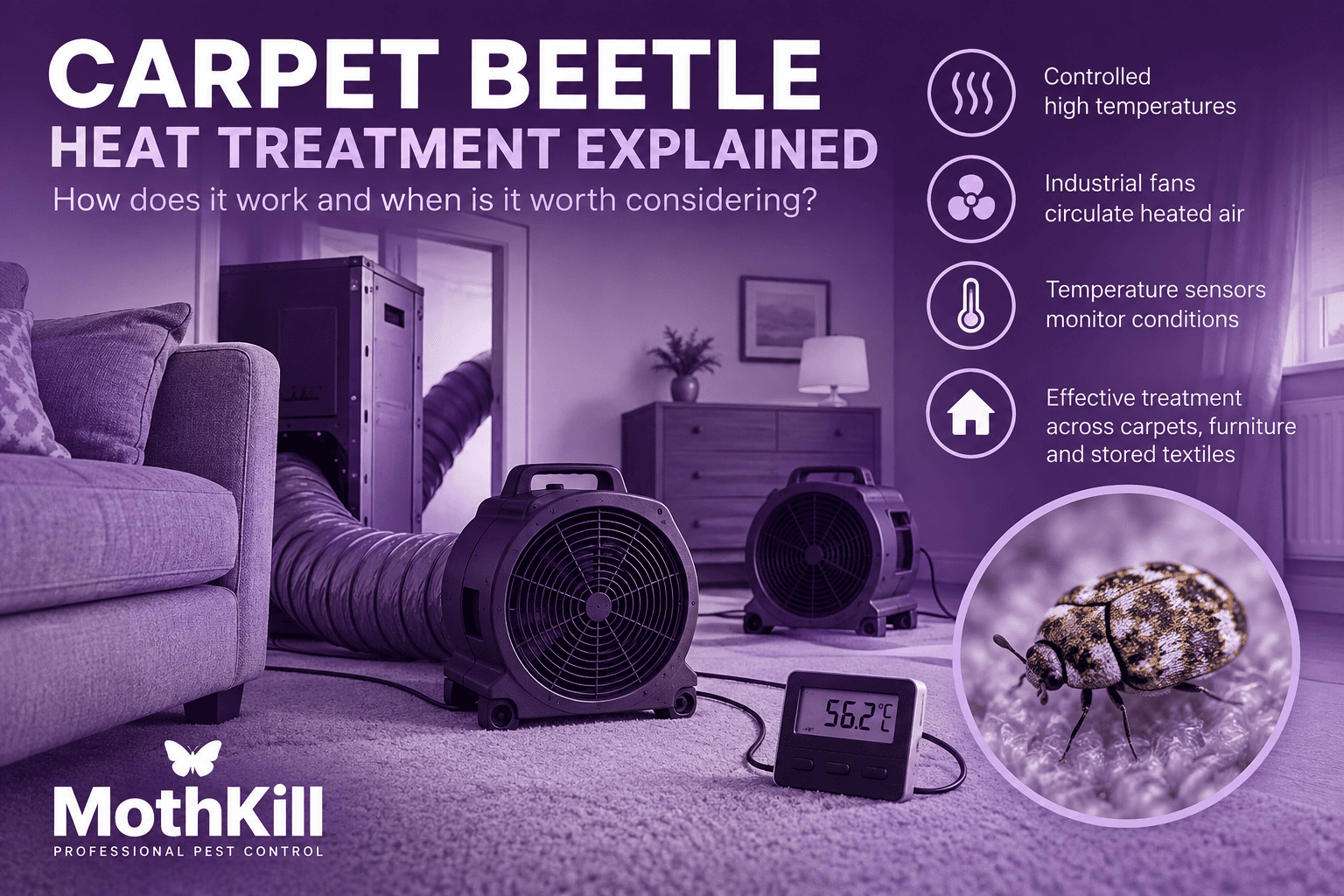 Professional carpet beetle heat treatment using heated air, industrial fans and temperature monitoring