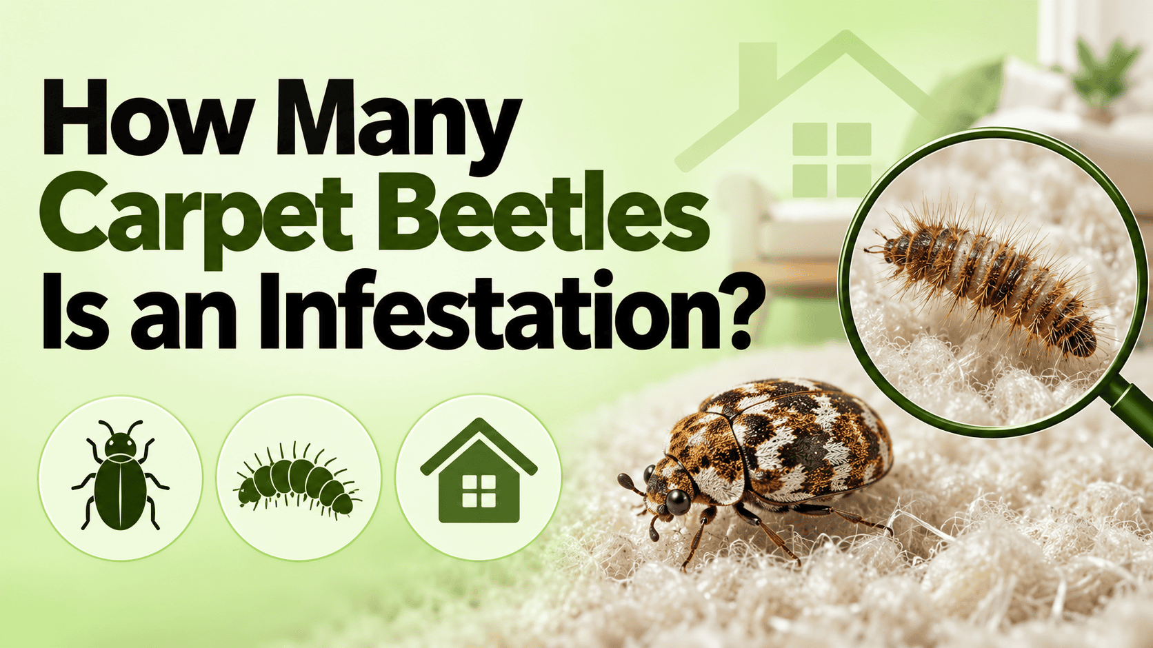 Carpet beetle and larva on carpet showing signs of a possible carpet beetle infestation.