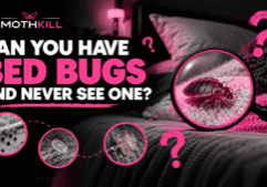Can you have bed bugs and never see one? Hidden bed bug on a bed with signs of an infestation