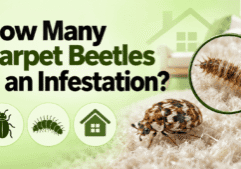 Carpet beetle and larva on carpet showing signs of a possible carpet beetle infestation.